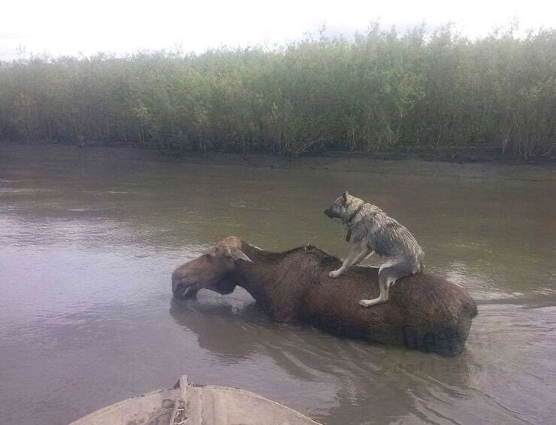Gewoon een verzameling hilarische foto's #1672