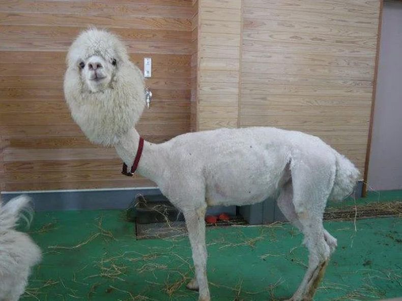 Gewoon een verzameling hilarische foto's #1672