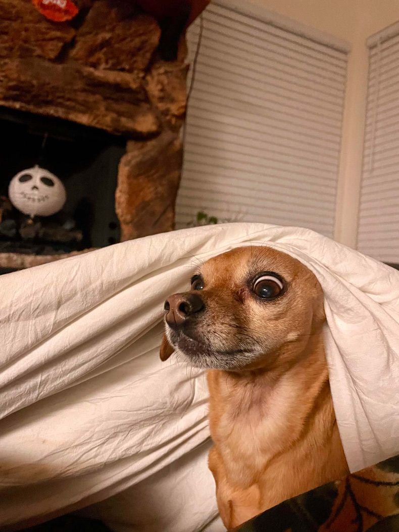 Gewoon een verzameling hilarische foto's #1672