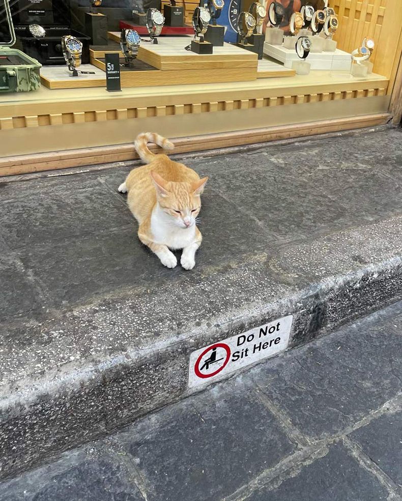 Gewoon een verzameling hilarische foto's #1673