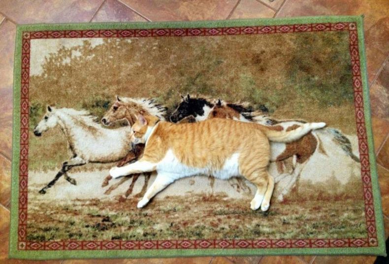 Gewoon een verzameling hilarische foto's #1673