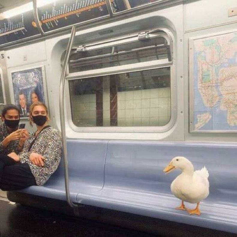 Gewoon een verzameling hilarische foto's #1674