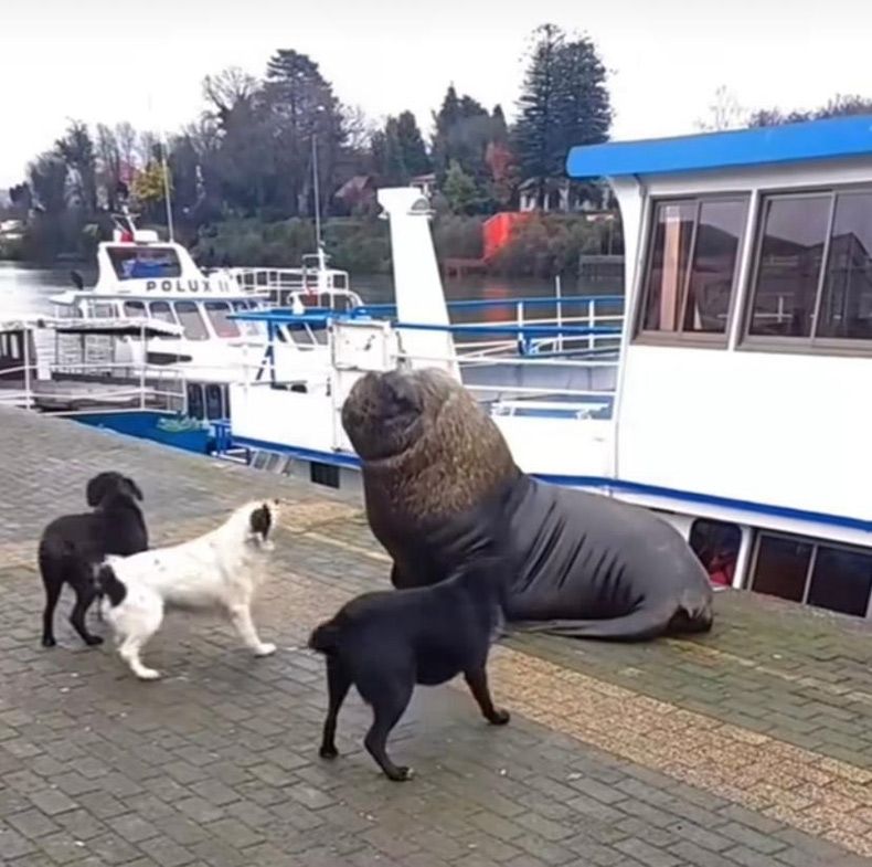 Gewoon een verzameling hilarische foto's #1679