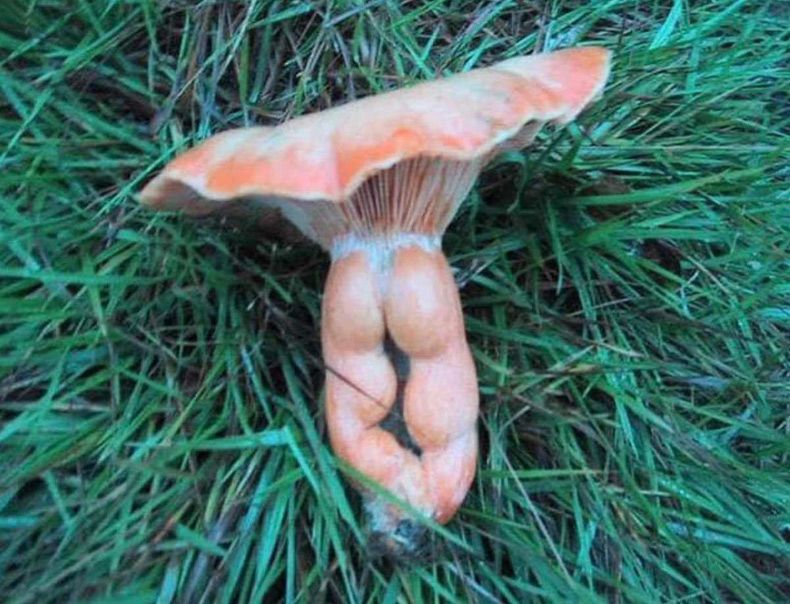 Gewoon een verzameling hilarische foto's #1679