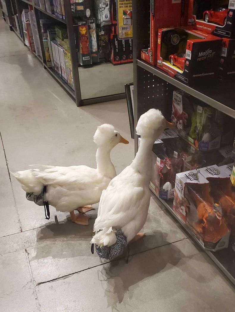 Gewoon een verzameling hilarische foto's #1682