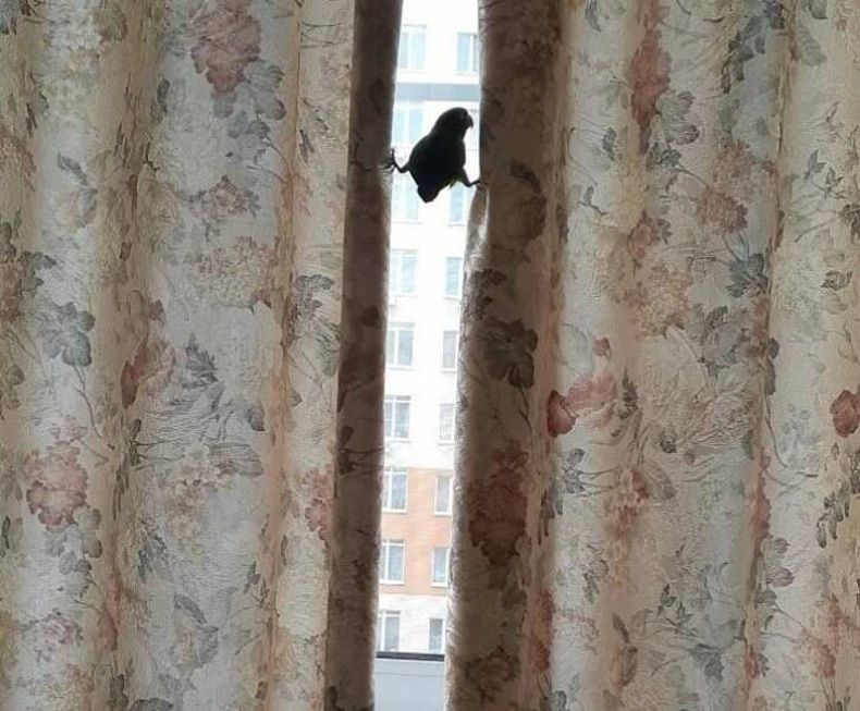 Gewoon een verzameling hilarische foto's #1683
