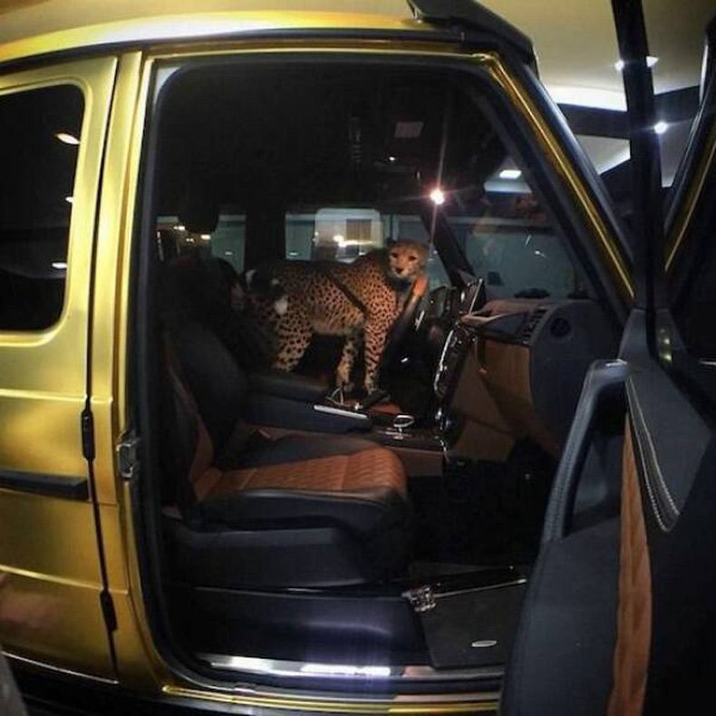 Gewoon een verzameling hilarische foto's #1688