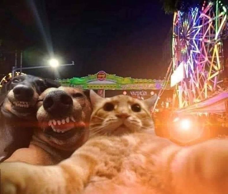 Gewoon een verzameling hilarische foto's #1689