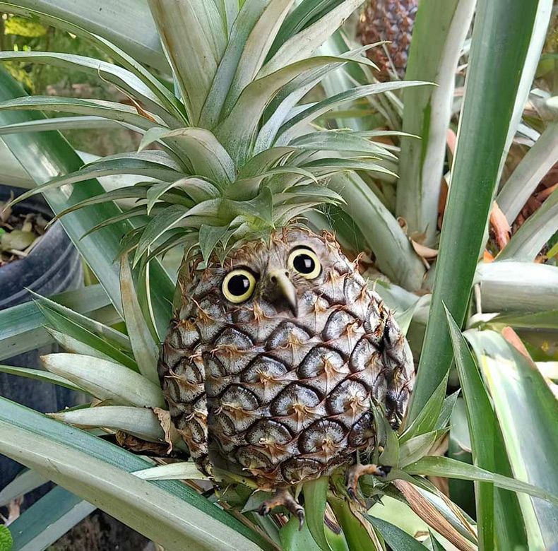 Gewoon een verzameling hilarische foto's #1689