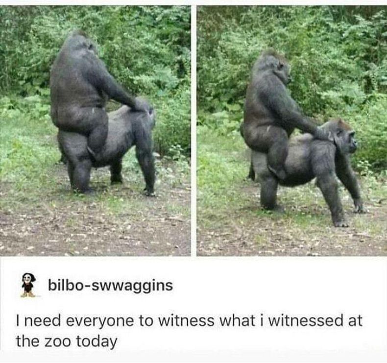 Gewoon een verzameling hilarische foto's #1690