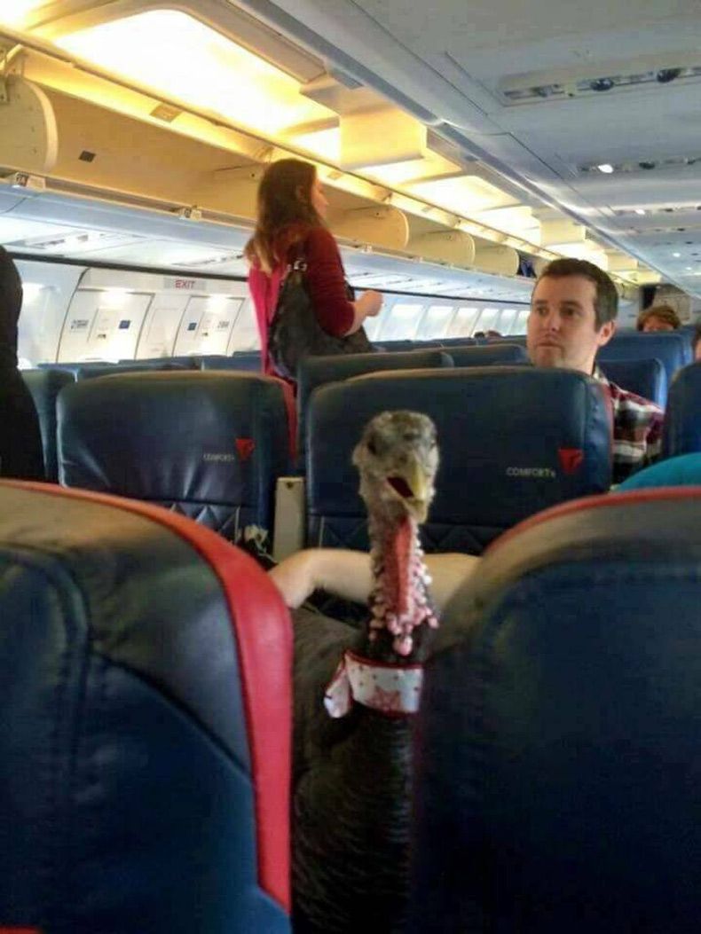 Gewoon een verzameling hilarische foto's #1707
