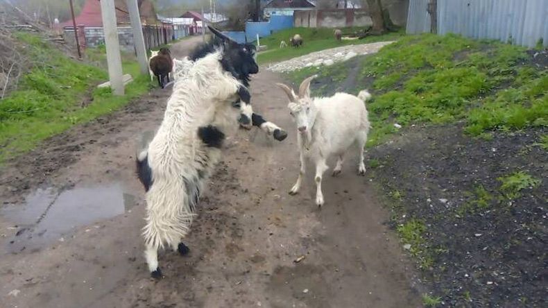 Gewoon een verzameling hilarische foto's #1707