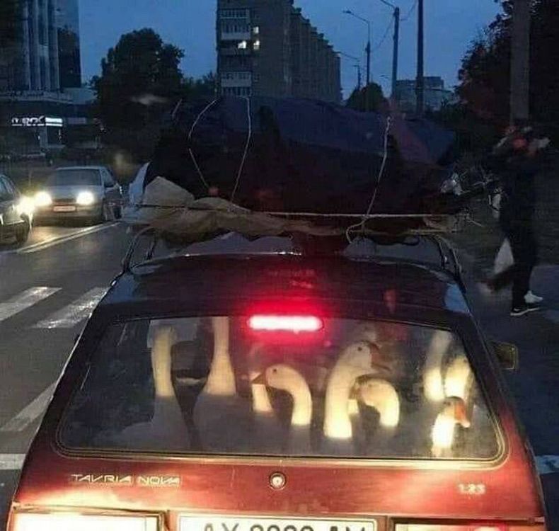 Gewoon een verzameling hilarische foto's #1708