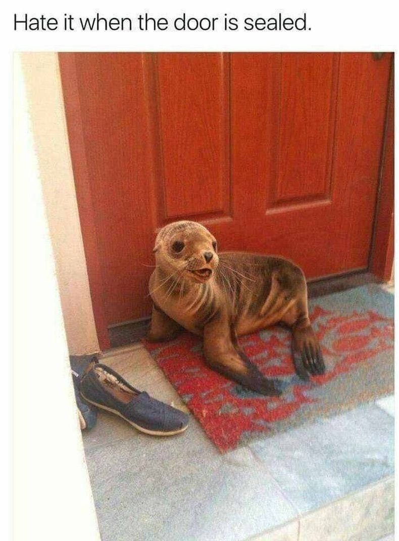 Gewoon een verzameling hilarische foto's #1709
