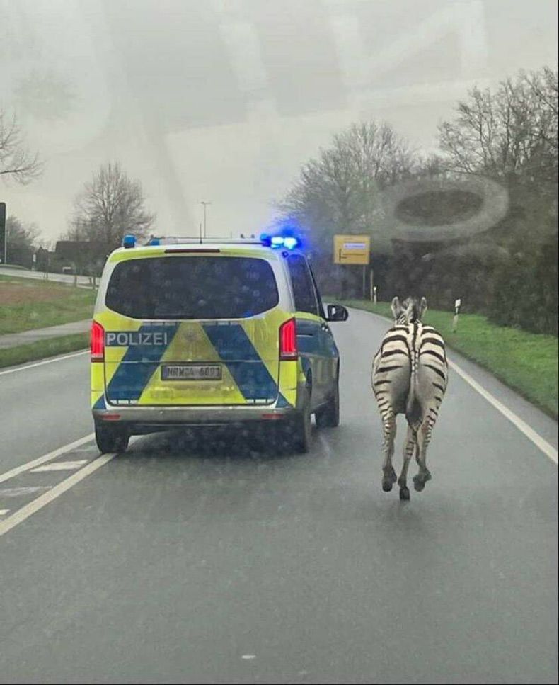 Gewoon een verzameling hilarische foto's #1709