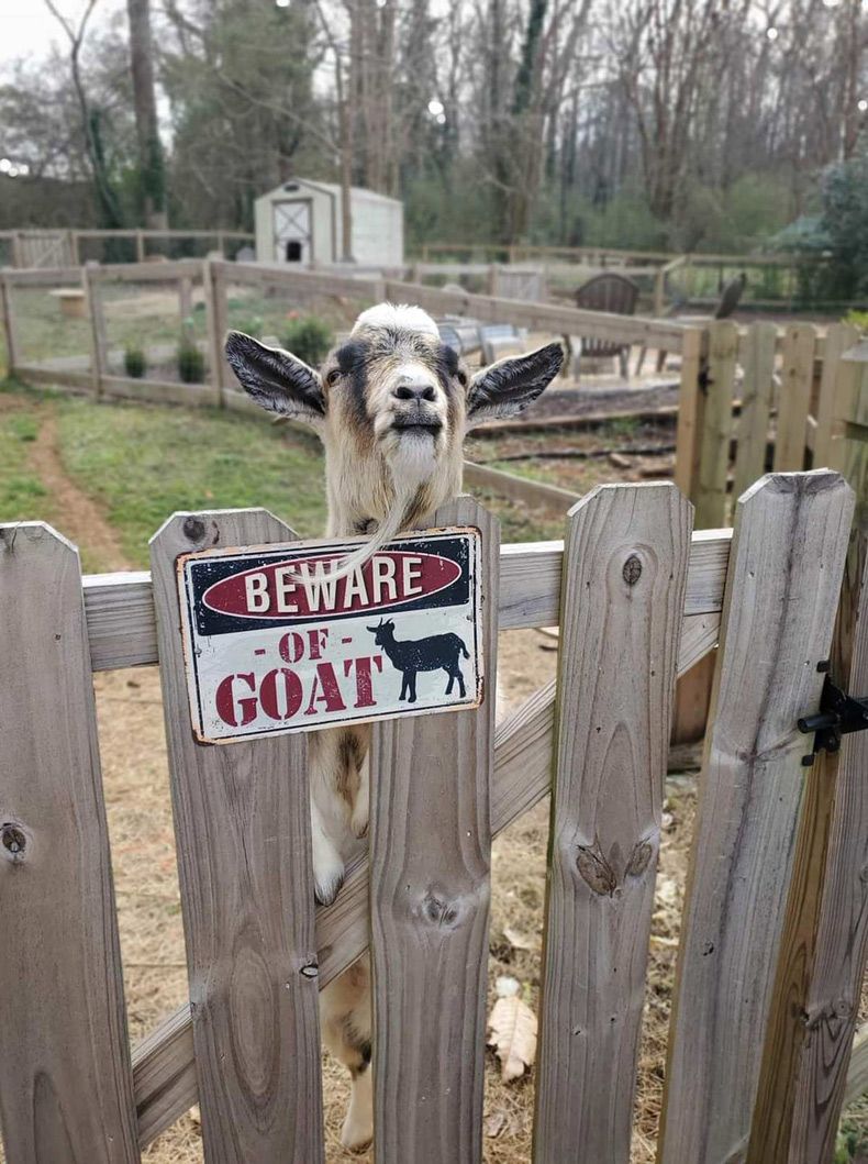 Gewoon een verzameling hilarische foto's #1709