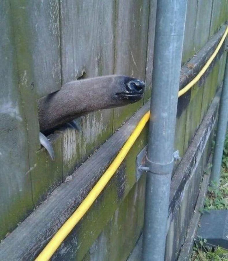 Gewoon een verzameling hilarische foto's #1711