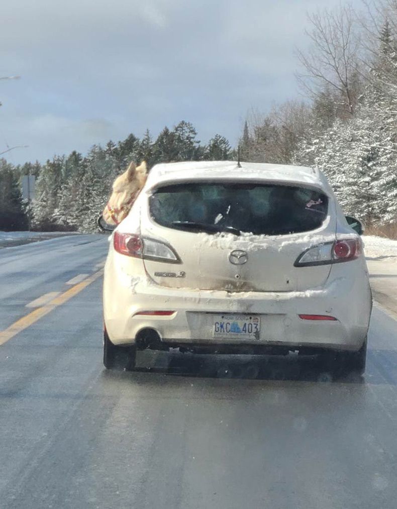 Gewoon een verzameling hilarische foto's #1718