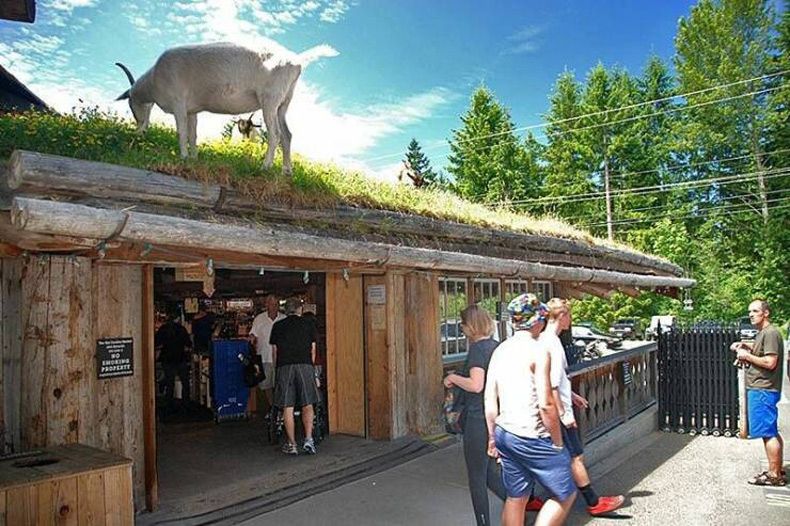 Gewoon een verzameling hilarische foto's #1720