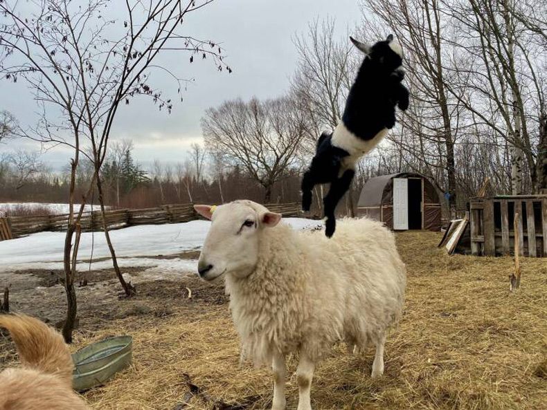 Gewoon een verzameling hilarische foto's #1722