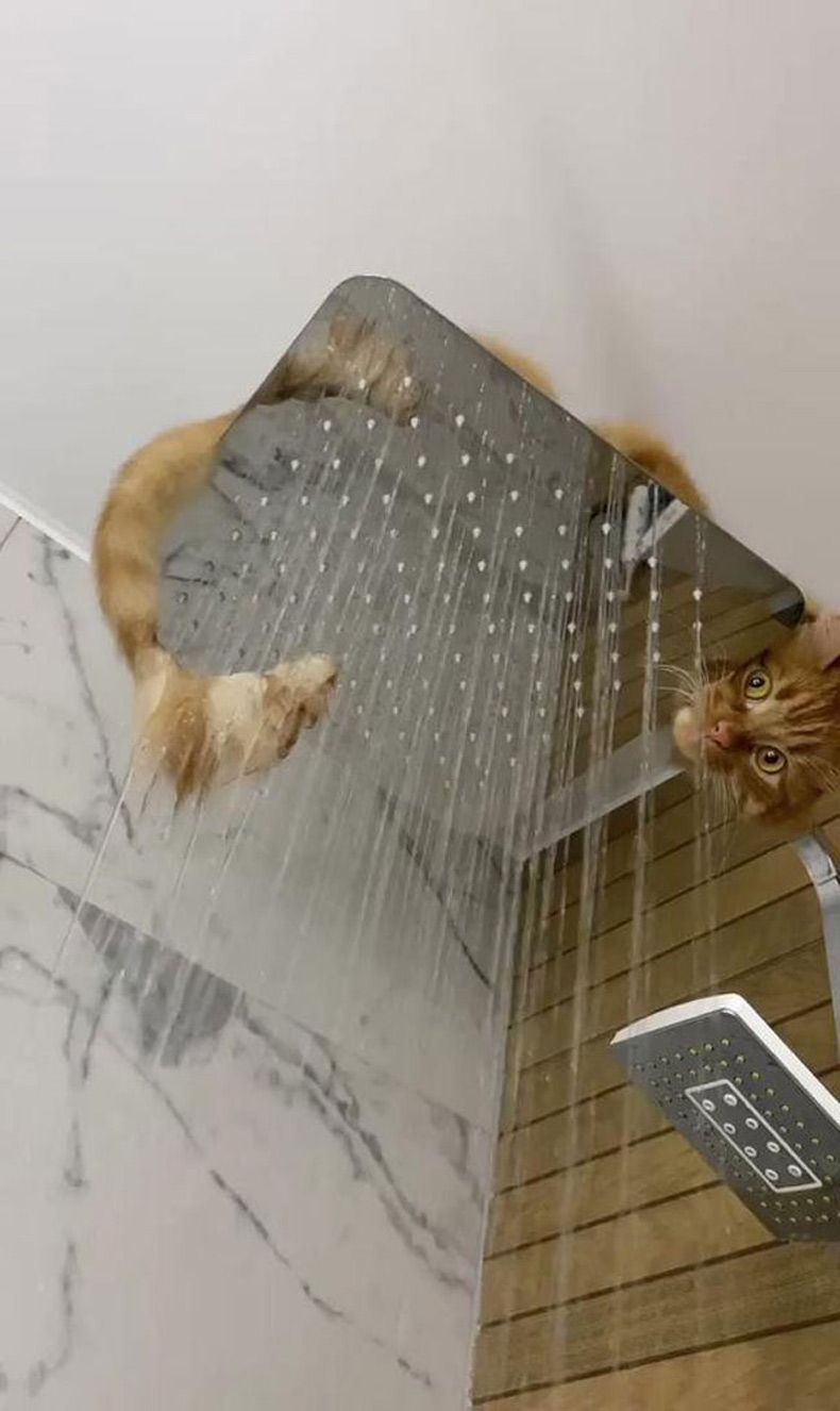 Gewoon een verzameling hilarische foto's #1722