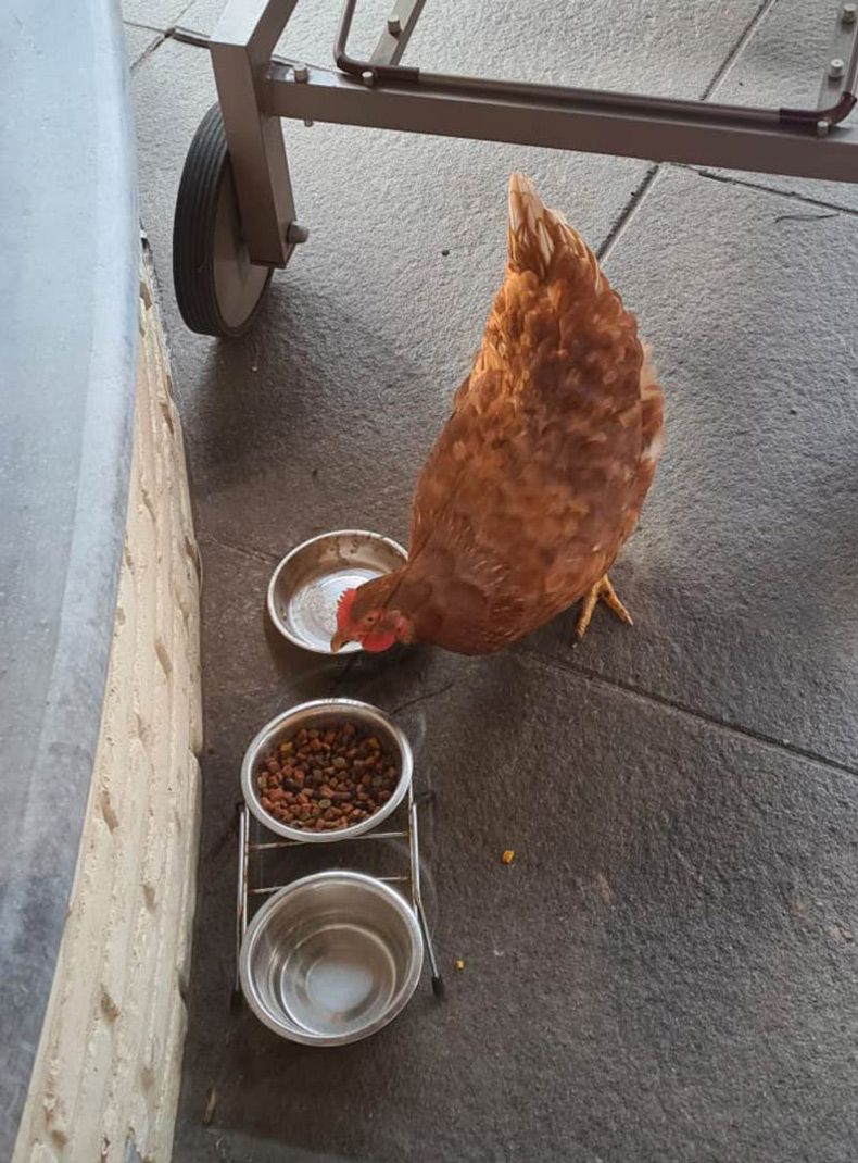 Gewoon een verzameling hilarische foto's #1726
