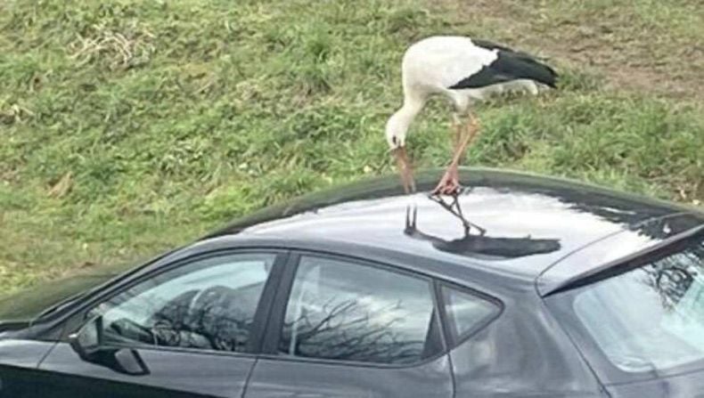 Gewoon een verzameling hilarische foto's #1727