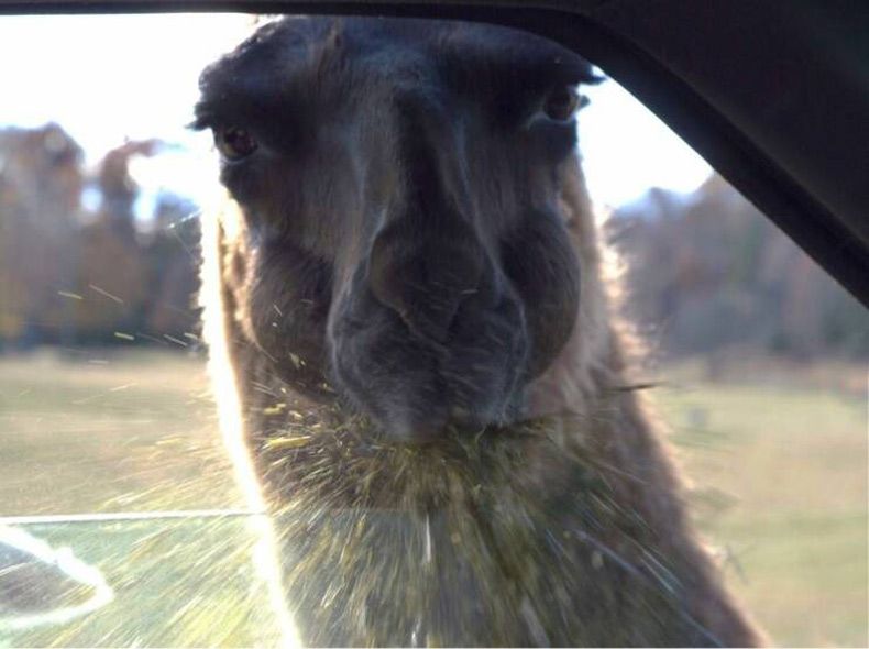 Gewoon een verzameling hilarische foto's #1727
