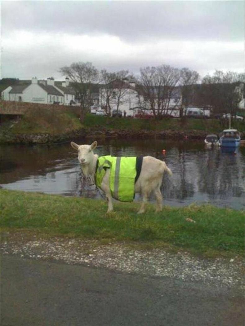 Gewoon een verzameling hilarische foto's #1727
