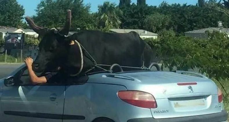 Gewoon een verzameling hilarische foto's #1728