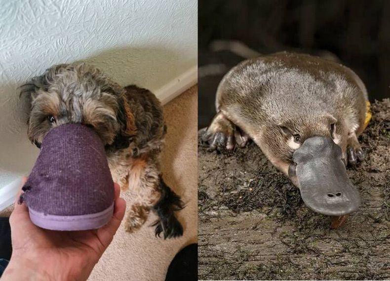 Gewoon een verzameling hilarische foto's #1733