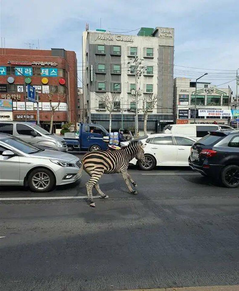 Gewoon een verzameling hilarische foto's #1733