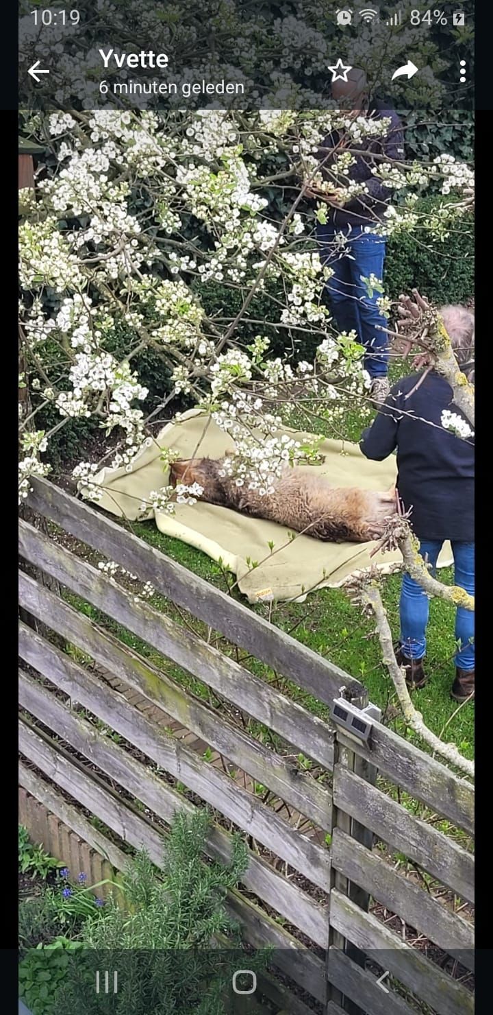 Ondertussen in Doetinchem: Bewoners vinden slapende wolf in achtertuin