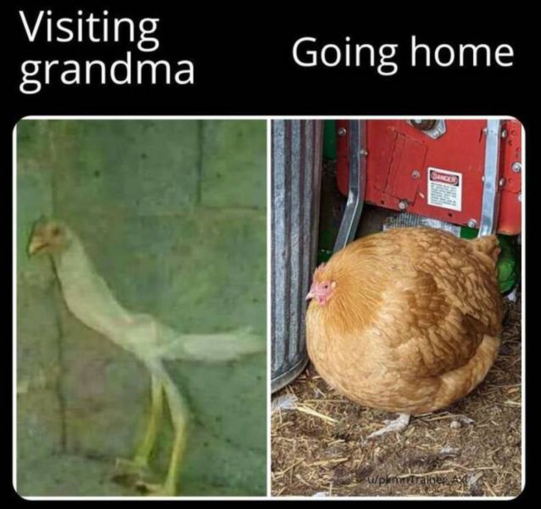 Gewoon een verzameling hilarische foto's #1737