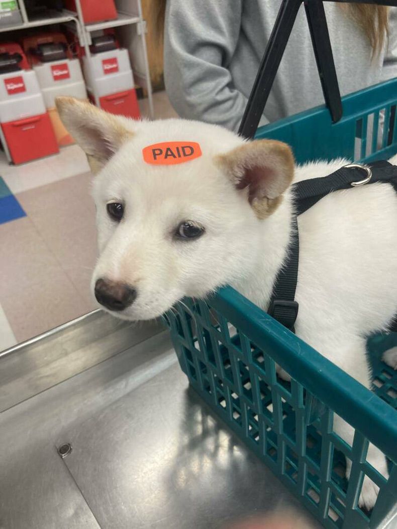 Gewoon een verzameling hilarische foto's #1740