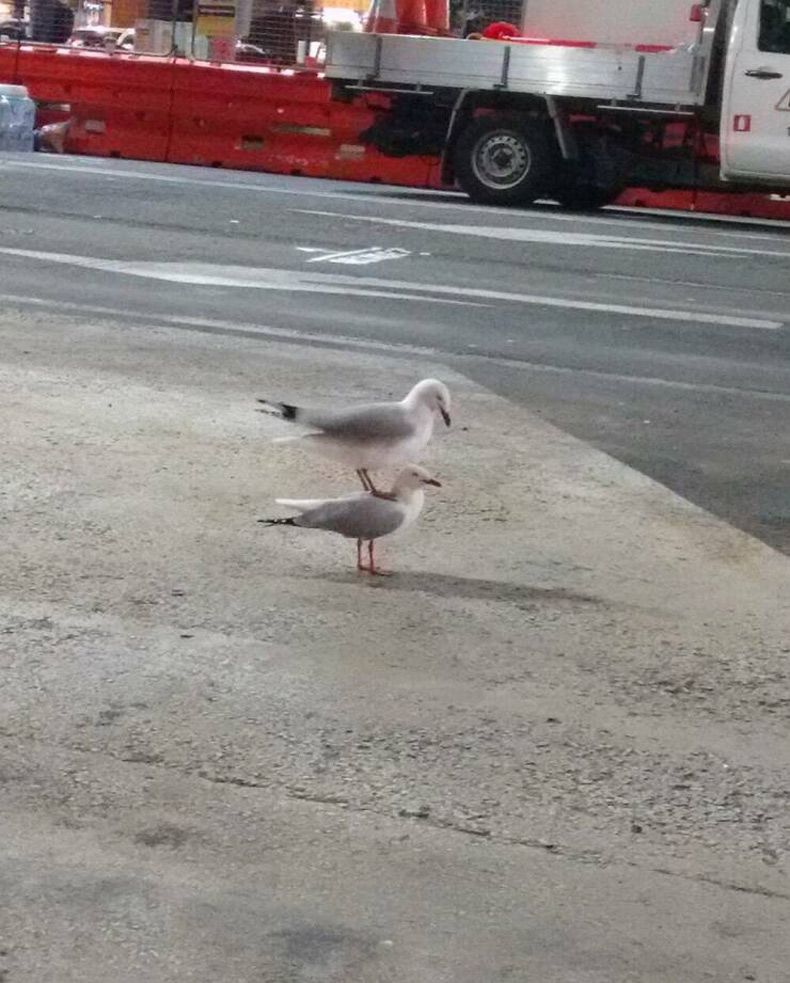 Gewoon een verzameling hilarische foto's #1741