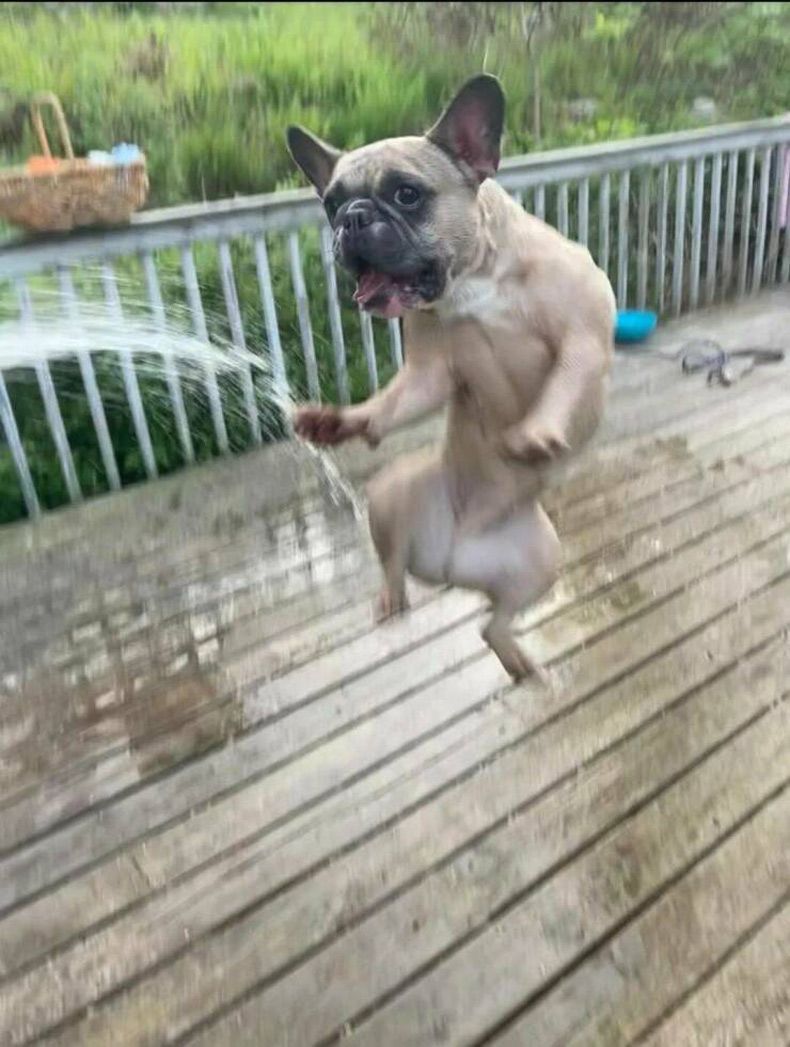 Gewoon een verzameling hilarische foto's #1755