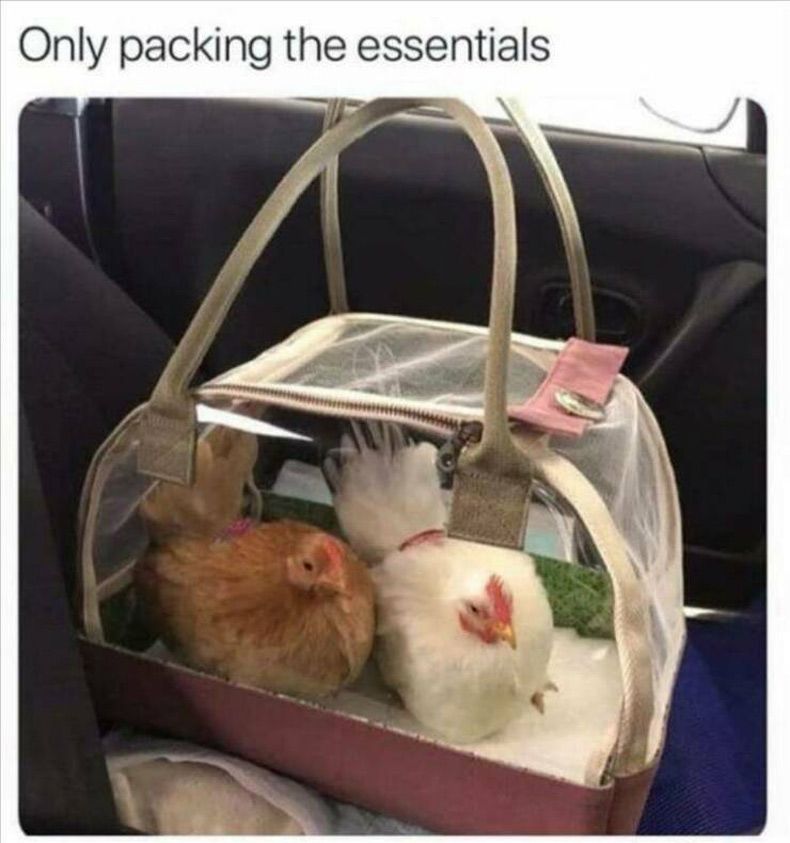 Gewoon een verzameling hilarische foto's #1756