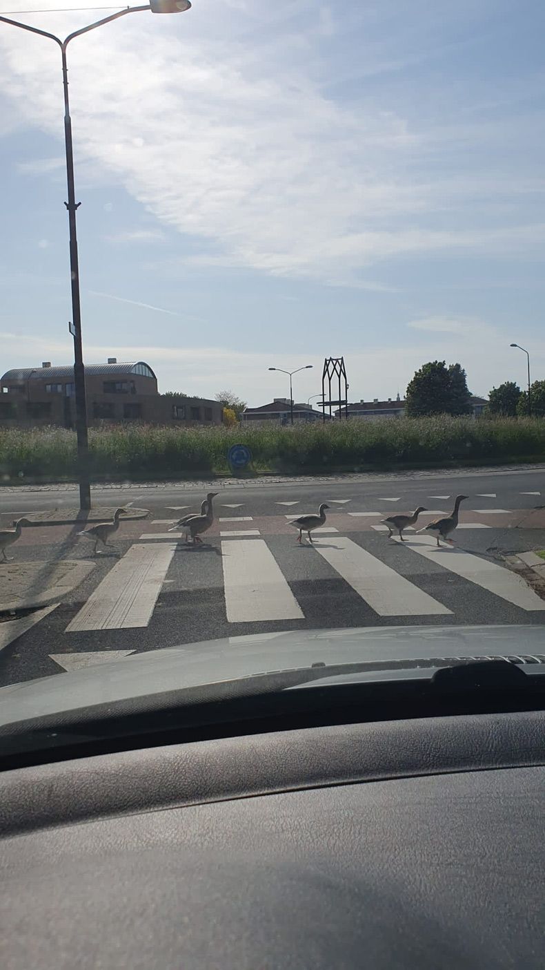 Gewoon een verzameling hilarische foto's #1756