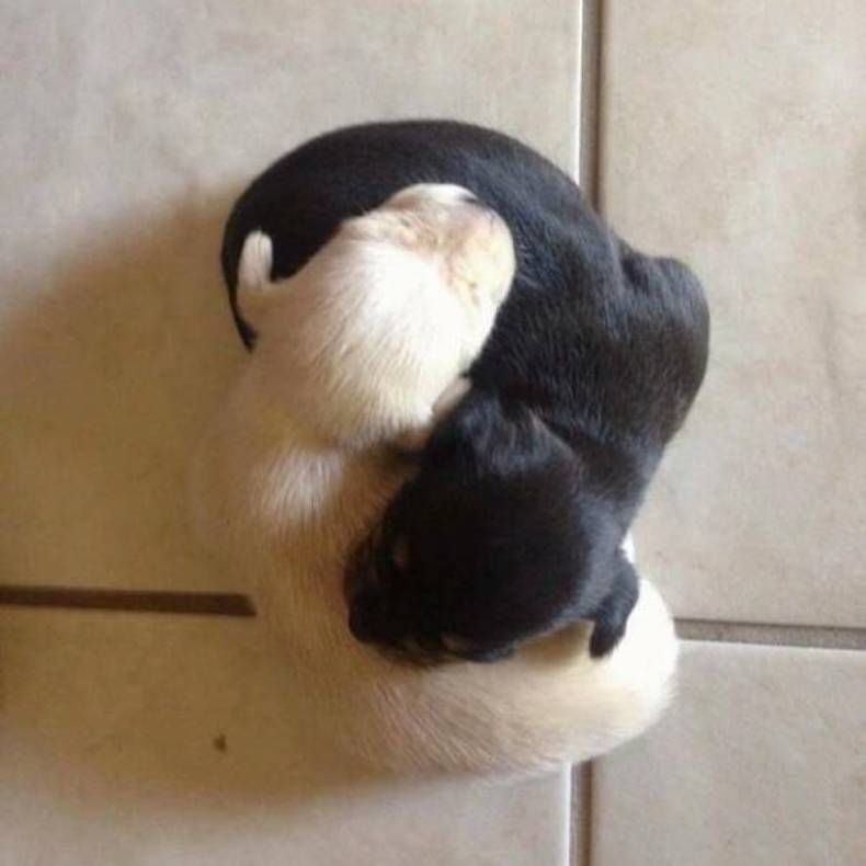 Gewoon een verzameling hilarische foto's #1771