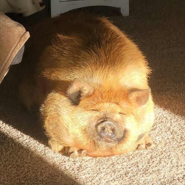 Gewoon een verzameling hilarische foto's #1771