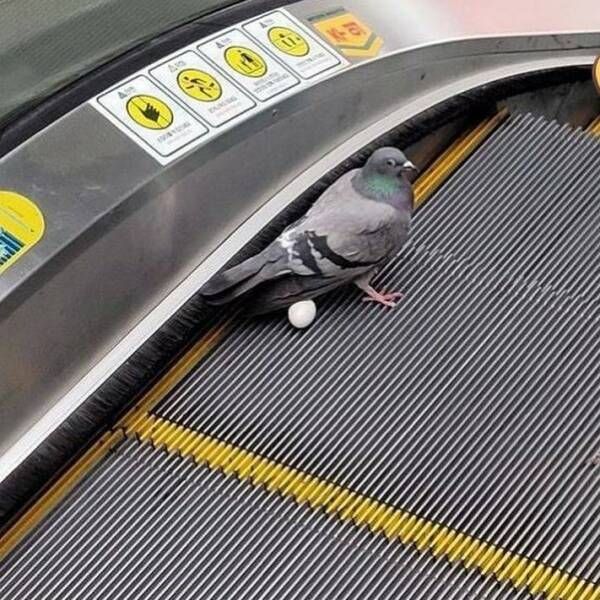 Gewoon een verzameling hilarische foto's #1771