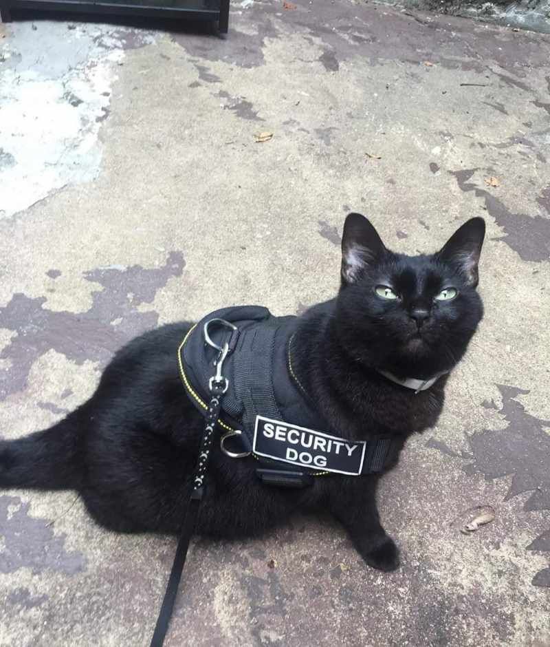 Gewoon een verzameling hilarische foto's #1771