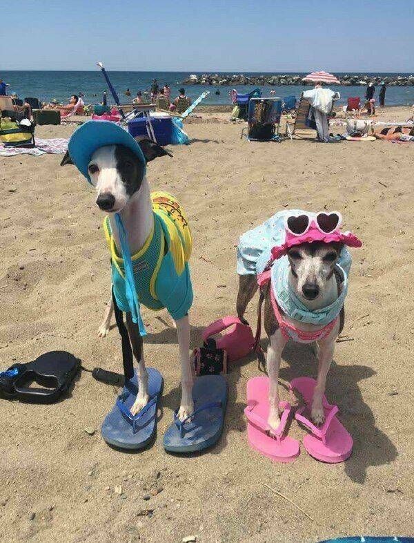 Gewoon een verzameling hilarische foto's #1771