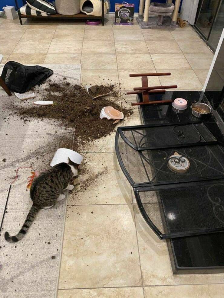 Gewoon een verzameling hilarische foto's #1771