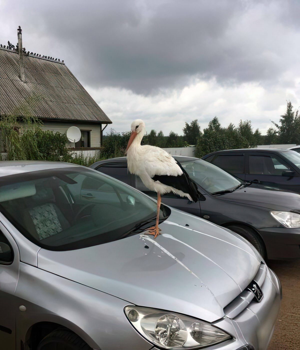 Gewoon een verzameling hilarische foto's #1762