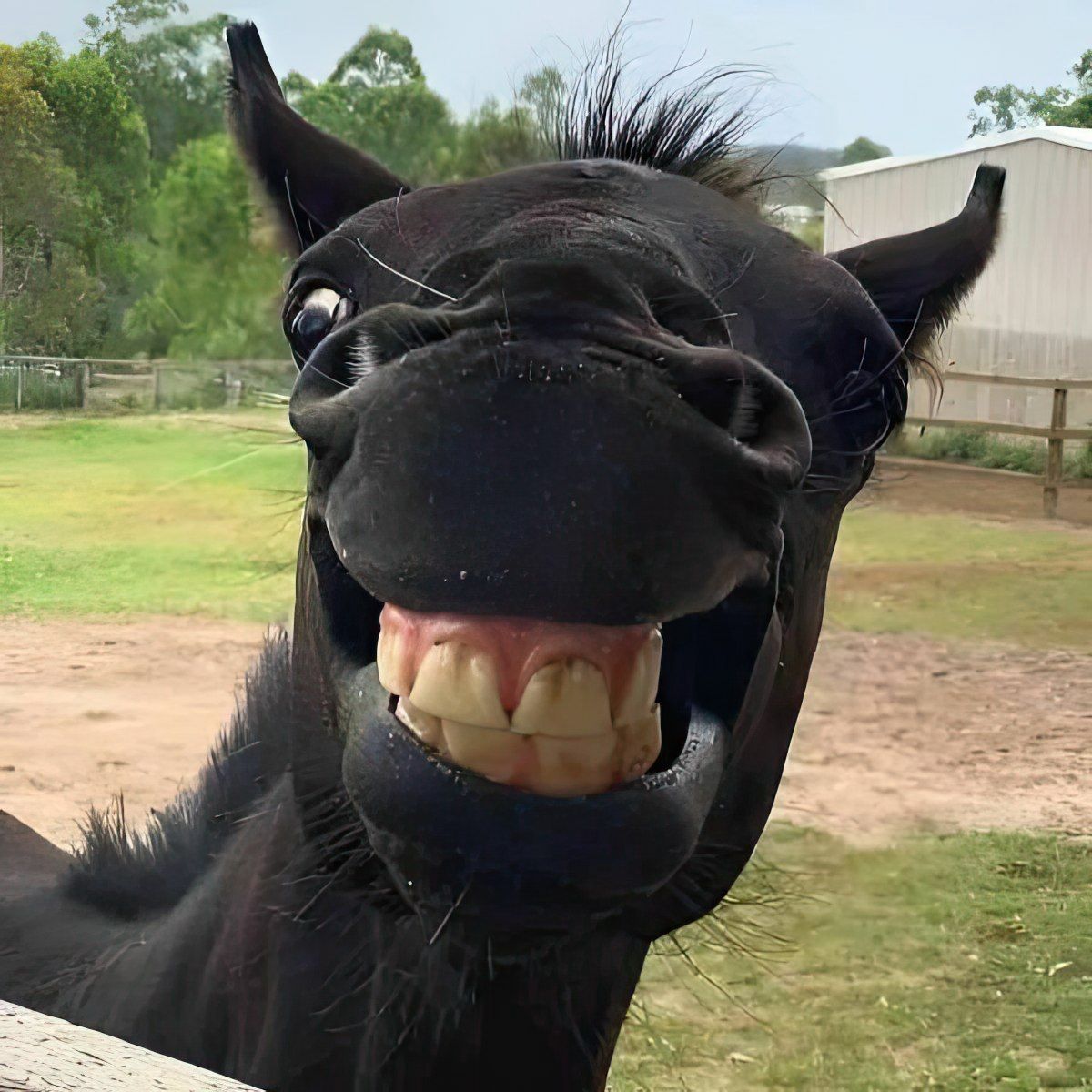 Gewoon een verzameling hilarische foto's #1762