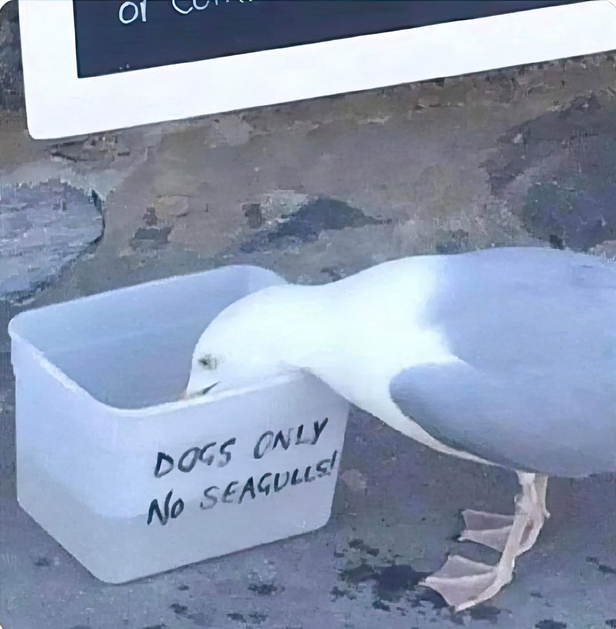 Gewoon een verzameling hilarische foto's #1762