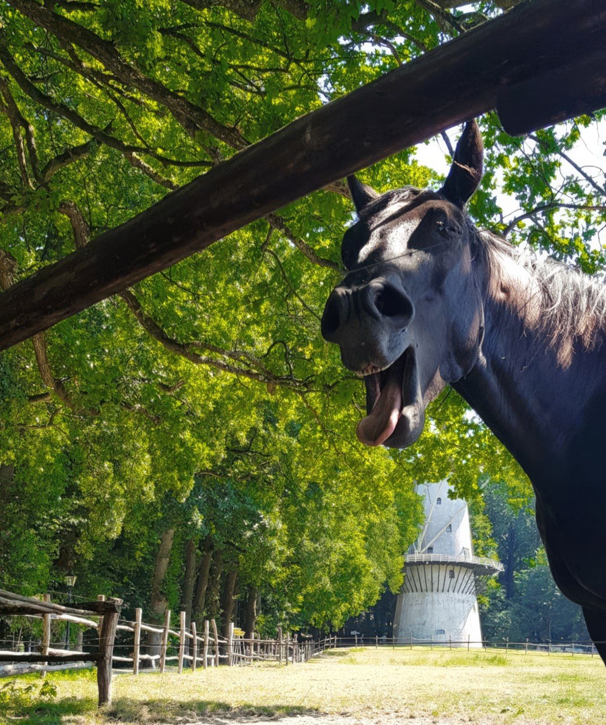 Gewoon een verzameling hilarische foto's #1764