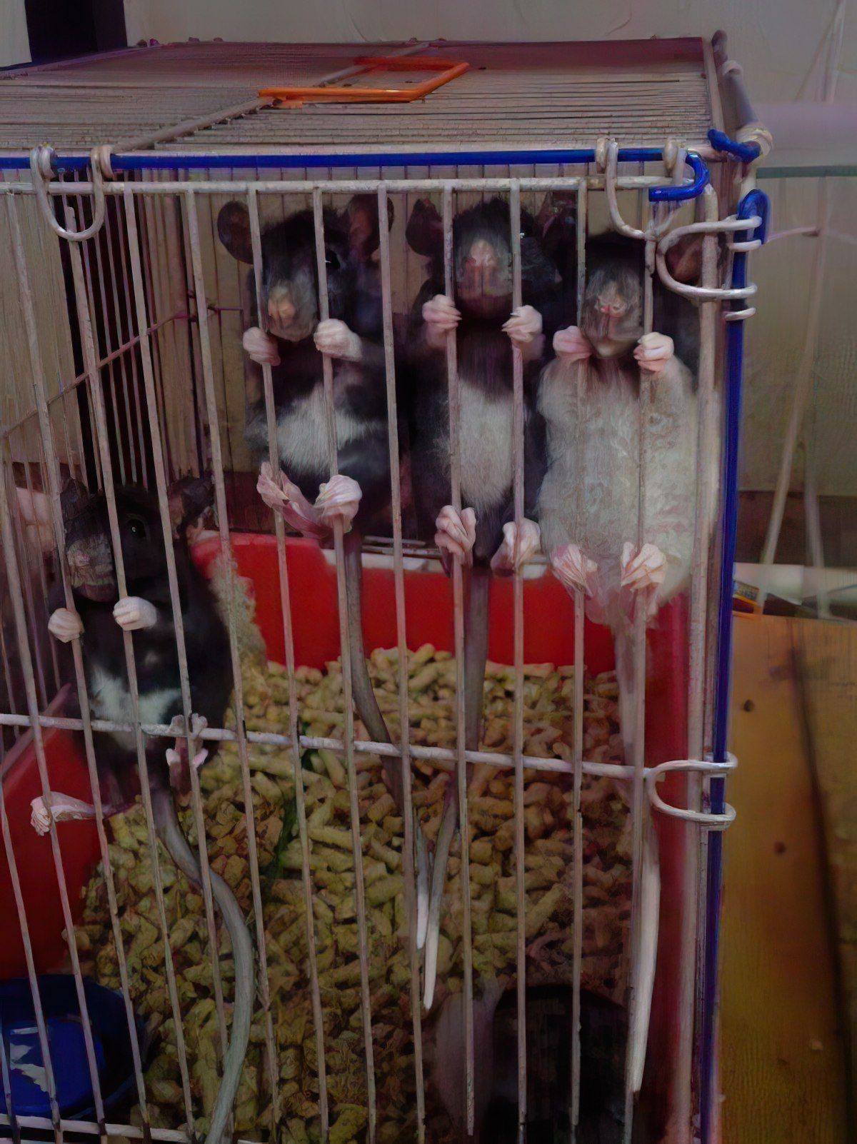 Gewoon een verzameling hilarische foto's #1773